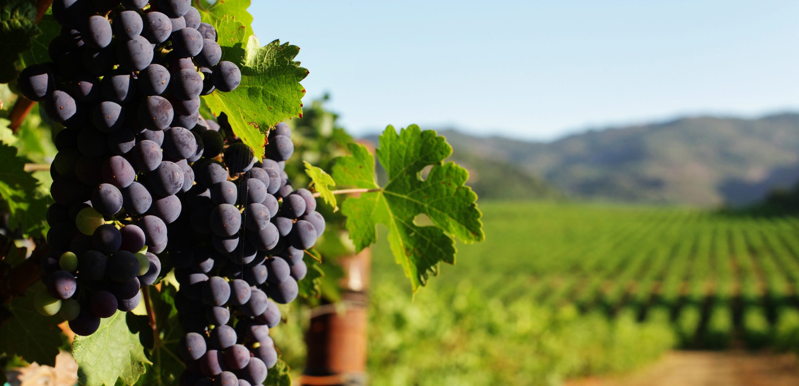 Protecting the sparkle: Trade marks and Champagne