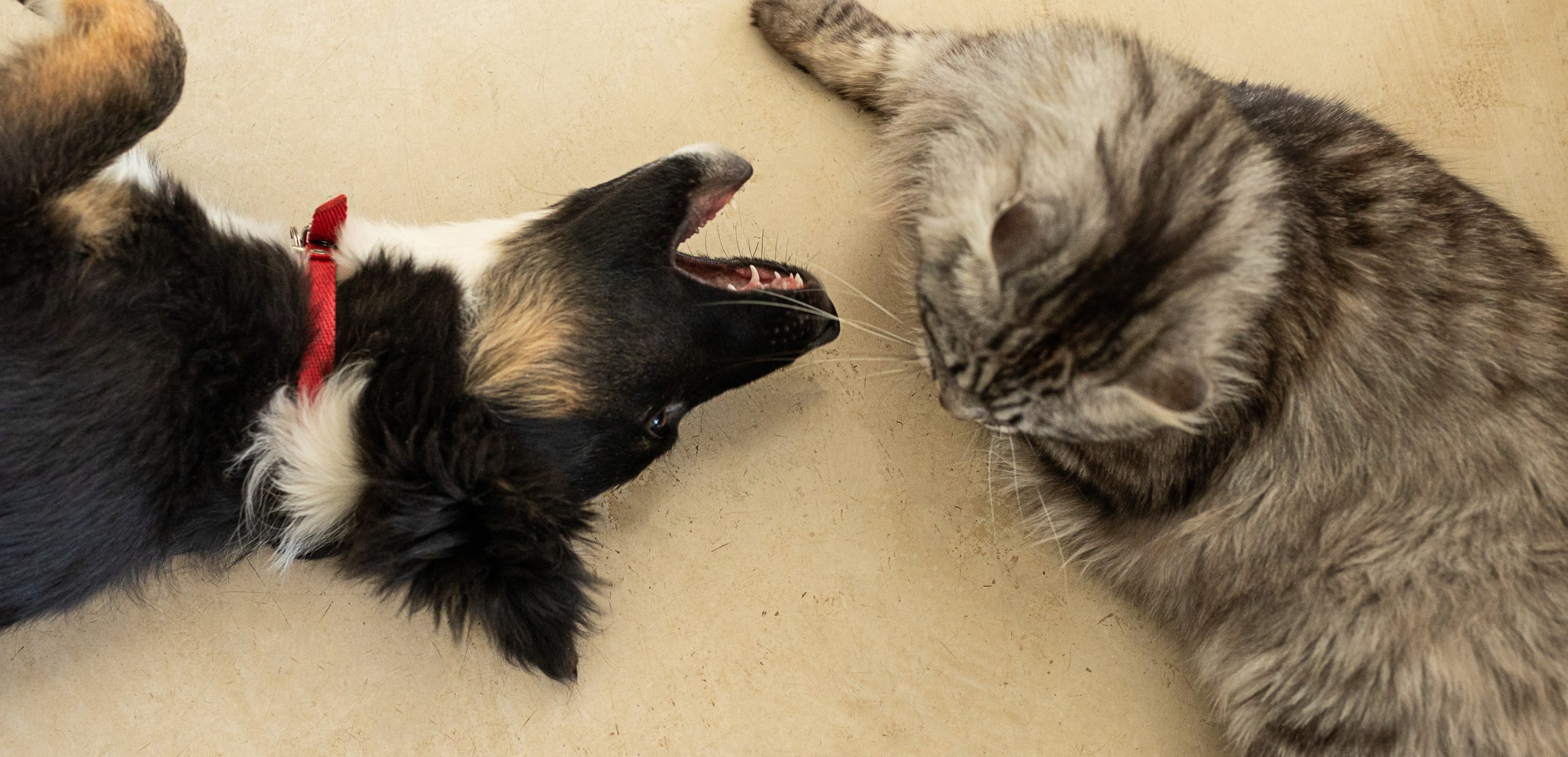 Sarah Neil featured in CITMA: Pet insurers put up a fight